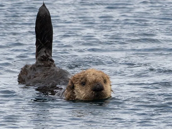 Sea Otter's Tail Is How He Picks Up Satellite Communications — The